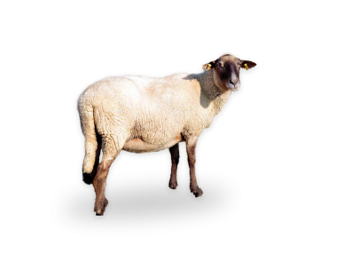 Elektrický ohradník pro ovce