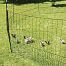 Nevodivá zelená ohradníková síť s brankou pro drůbež, délka 24 m, výška 112 cm