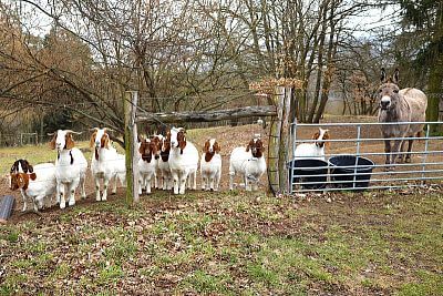 Burské kozy a oslík