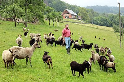 Chovatel se svými ovcemi