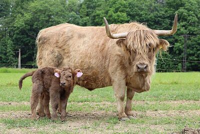 Chytrá Farma v podhůří Beskyd na Statku u Velšů