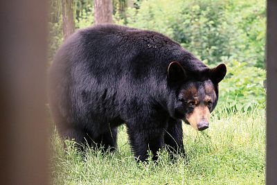 „Naší prioritou je nejen péče o zvířata a jejich pohodlí, ale také efektivní a bezpečný provoz celé zahrady"
uvádí ředitel Zoo Olomouc Dr. Ing. Radomír Habáň