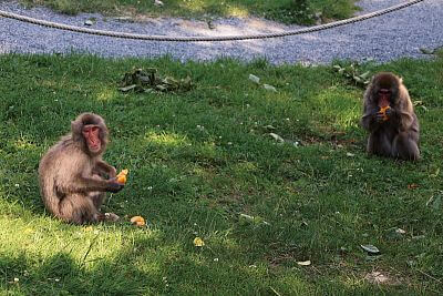 „Naší prioritou je nejen péče o zvířata a jejich pohodlí, ale také efektivní a bezpečný provoz celé zahrady"
uvádí ředitel Zoo Olomouc Dr. Ing. Radomír Habáň