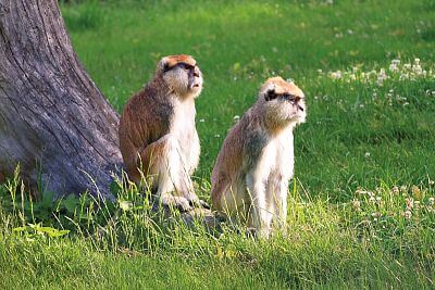 „Naší prioritou je nejen péče o zvířata a jejich pohodlí, ale také efektivní a bezpečný provoz celé zahrady"
uvádí ředitel Zoo Olomouc Dr. Ing. Radomír Habáň
