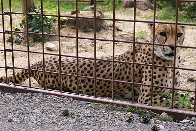 „Naší prioritou je nejen péče o zvířata a jejich pohodlí, ale také efektivní a bezpečný provoz celé zahrady"
uvádí ředitel Zoo Olomouc Dr. Ing. Radomír Habáň