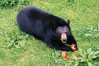 „Naší prioritou je nejen péče o zvířata a jejich pohodlí, ale také efektivní a bezpečný provoz celé zahrady"
uvádí ředitel Zoo Olomouc Dr. Ing. Radomír Habáň