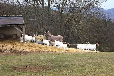 Dřevěbý přístřešek pro kozy a oslíka