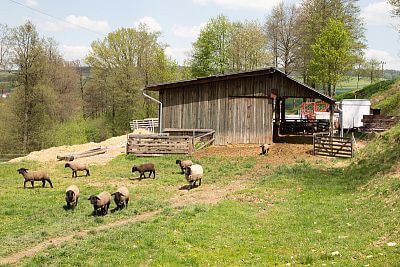 Dřevěná salaš s výběhem pro ovce