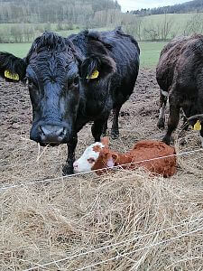 Elektrický ohradník s dálkovým ovládáním fencee