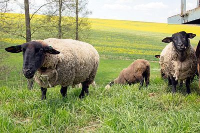 Farma Petrlák - ovce Suffolk
