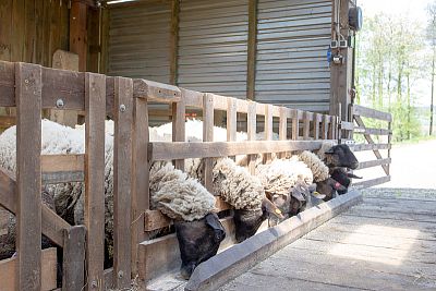 Farma Petrlák - ovce Suffolk