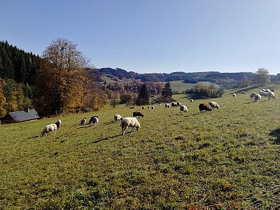 Fotka ohrady od zákaznice Pavlíny Němečkové ze Lhoty u Vsetína