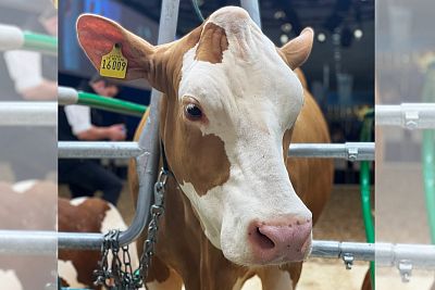 Foto z veletrhu EuroTier