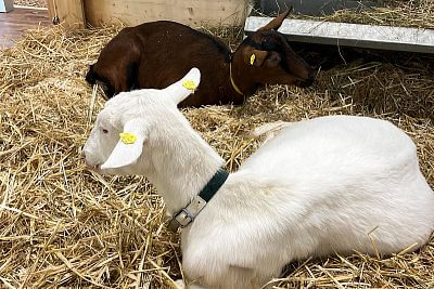 Foto z veletrhu EuroTier