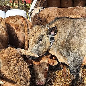 Virtuální ohradník s obojkem fencee GPS FX10