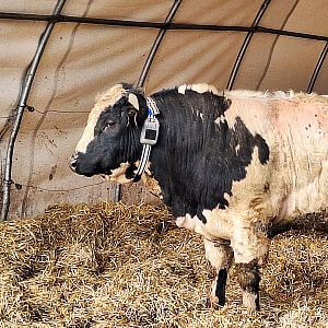 Virtuální ohradník s obojkem fencee GPS FX10