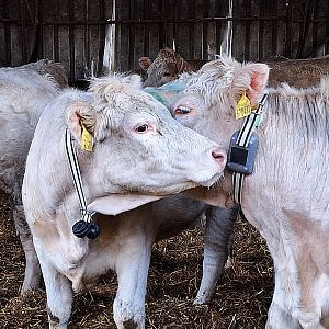 Virtuální ohradník s obojkem fencee GPS FX10