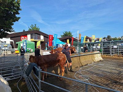 Hospodářská zvířata na výstavišti
