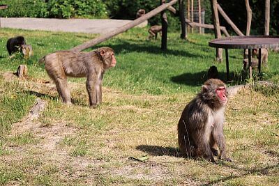 Instalace Chytré Farmy fencee Cloud do Zoo Olomouc