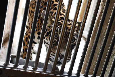 Instalace Chytré Farmy fencee Cloud do Zoo Olomouc