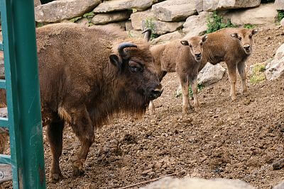 Instalace Chytré Farmy fencee Cloud do Zoo Olomouc