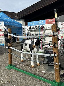 Instalace telátka v elektrické ohradě na stánku v Českých Budějovicích