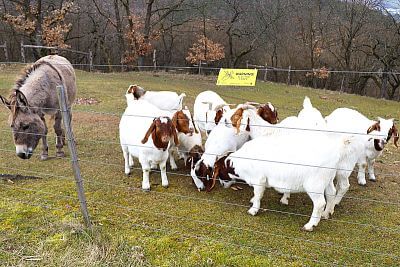 Jihoafrické masné plemeno Burské kozy