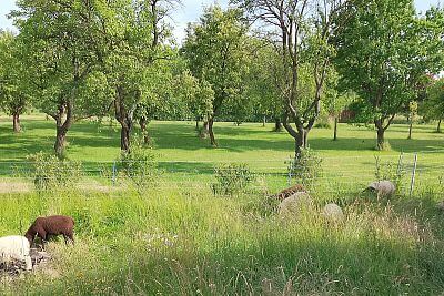 Ohrada pro ovce a šest elektrických ohradníkových sítí  s fencee power DUO PD30