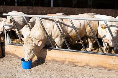 Plemenný býk v Semaníně - ZD Vlkov