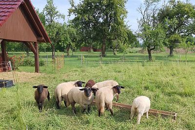 Přenosný zdroj pro elektrický ohradní fencee power duo PD30 pastva stáda ovcí