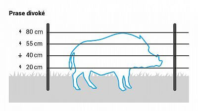 Pro prase divoké instalujte 4 vodiče ve výškách 20, 40, 55 a 80 cm.