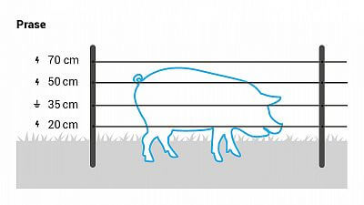 Pro prase domácí instalujte 4 vodiče ve výškách 20, 35, 50 a 70 cm.