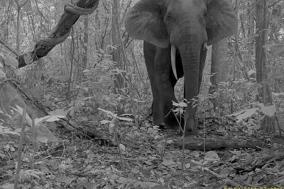 Slon pralesní
