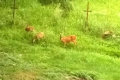 Srna se dvěma srnčaty (foceno přes okno z chalupy)