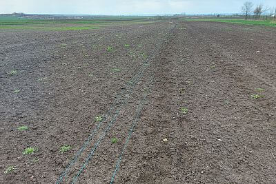 Stavba elektrického ohradníku pro výstavu Naše pole