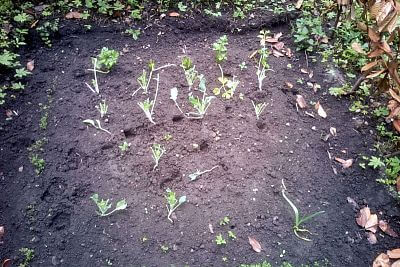 Takto vypadal záhonek po návštěvě srn