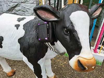 Telátko s GPS obojkem fencee.