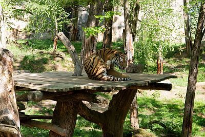 Tygr odpočívající na jednom ze dřevěných stanovišť