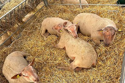 Účast na veletrhu Sommet de l'Elevage 2023