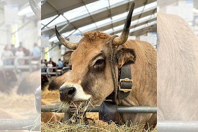 Účast na veletrhu Sommet de l'Elevage 2023