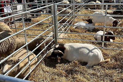 ukázka hospodářských zvířat na TECHAGRO