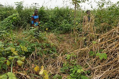 V popředí pohled na stezku, kudy sloni přišli a zase odešli