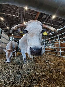 Veletrh Animal Tech 2021