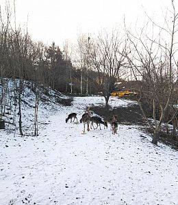 Výběh s daňky v Bouzově