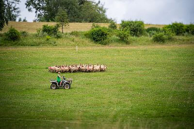 Závody ovčáckých psů
