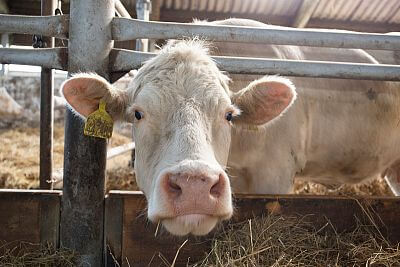 ZD Vlkov nyní s Chytrou Farmou fencee