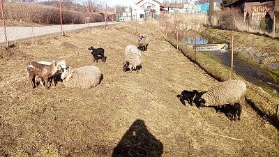 Zimní výběh pro ovce, u salaše