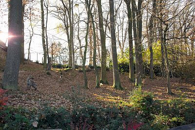 Zvídavé hyeny v zoo Zlín